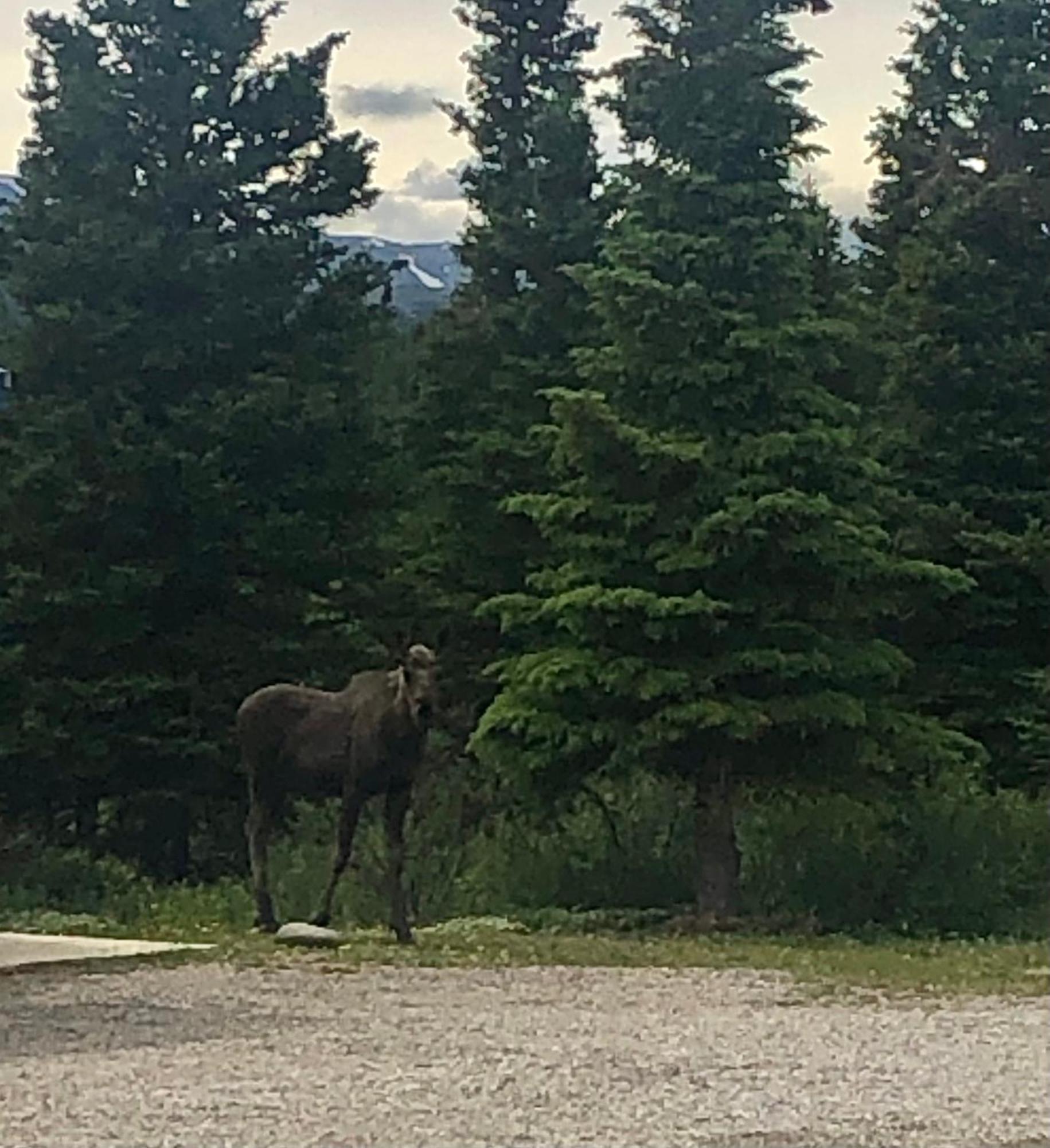 Denali Park Hotel Хілі Екстер'єр фото