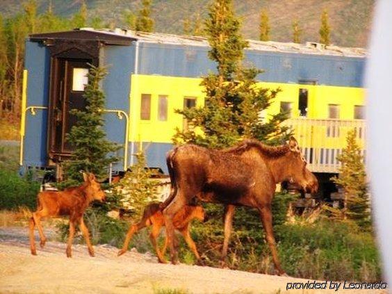 Denali Park Hotel Хілі Екстер'єр фото